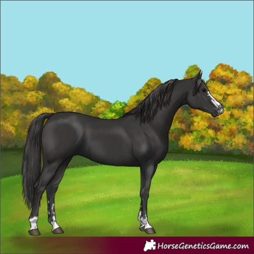 Horse Color:Black  and Smoky Black 