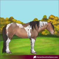 Horse Color:Sable Champagne Tobiano