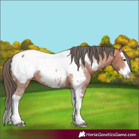 Horse Color:Bay Sabino Splash Snowcap 