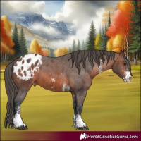 Horse Color:Brown Sabino Tobiano Appaloosa 