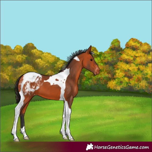Horse Color:Bay Tobiano Appaloosa 