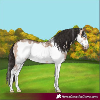 Horse Color:Bay Dun Sabino Frame 