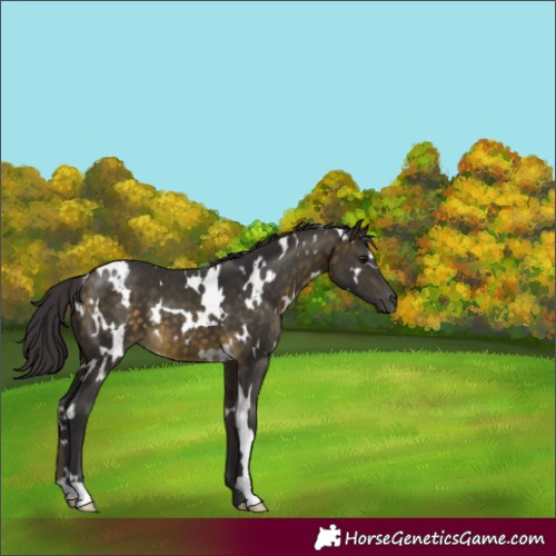 Horse Color:White Spotted Buckskin 