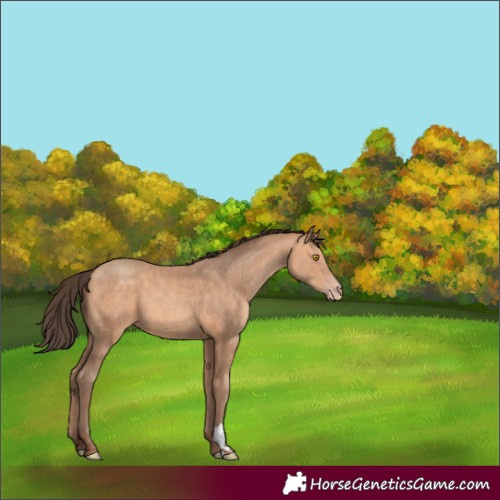 Horse Color:Unknown 