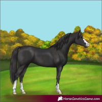 Horse Color:Black  and Smoky Black 
