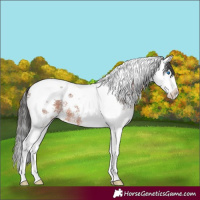 Horse Color:Brown Sabino Splash Tobiano