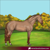 Horse Color:Red Dun 