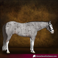 Horse Color:Liver Red Roan Splash 
