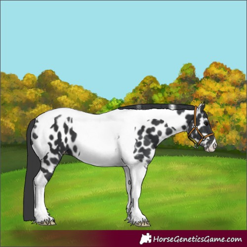 Horse Color:Black Tobiano Near Leopard 