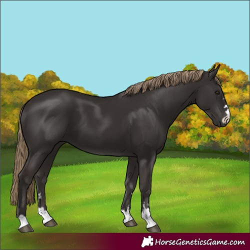 Horse Color:Liver Chestnut 