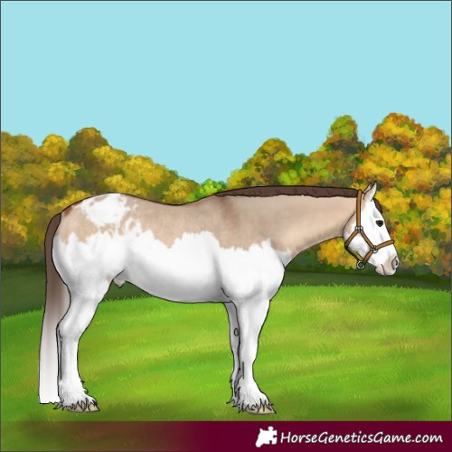 Horse Color:Bay Dun Splash Blanket Rabicano 