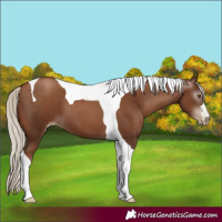 Horse Color:Gray Silver Black Pearl Tobiano