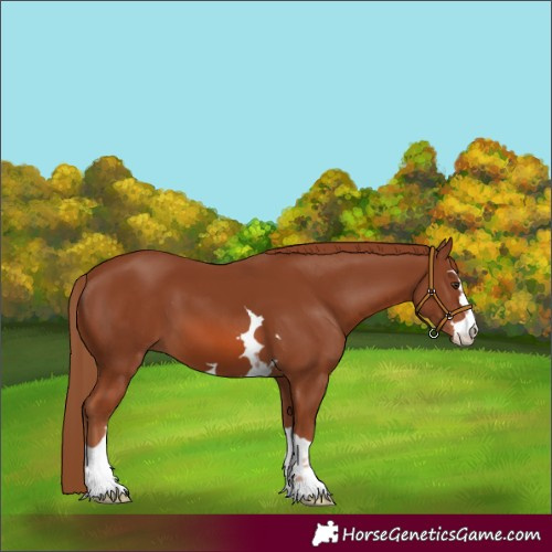 Horse Color:Chestnut 