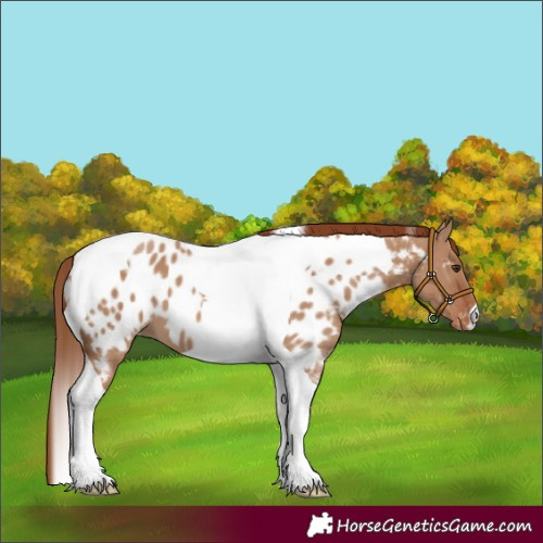 Horse Color:Red Dun Tobiano Near Leopard 
