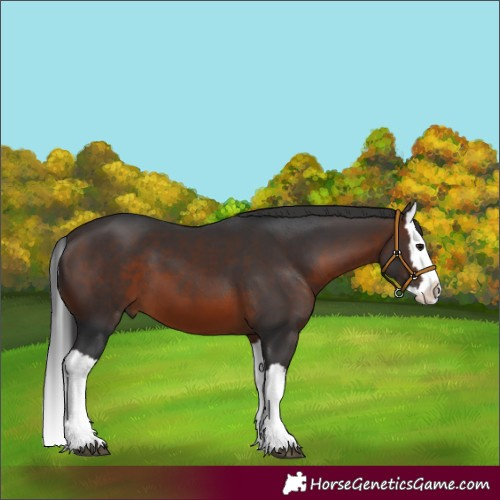 Horse Color:Brown Splash 