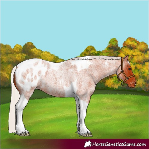 Horse Color:Silver Bay Roan Tobiano Blanket 