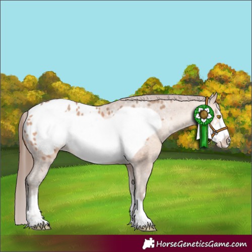 Horse Color:Amber Champagne Frame Appaloosa 