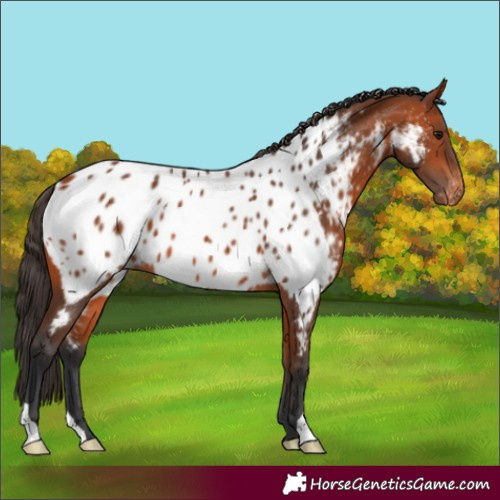 Horse Color:Bay Near Leopard 