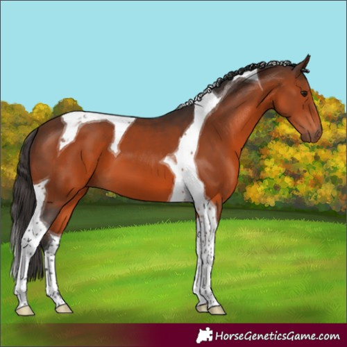 Horse Color:Brown Tobiano 
