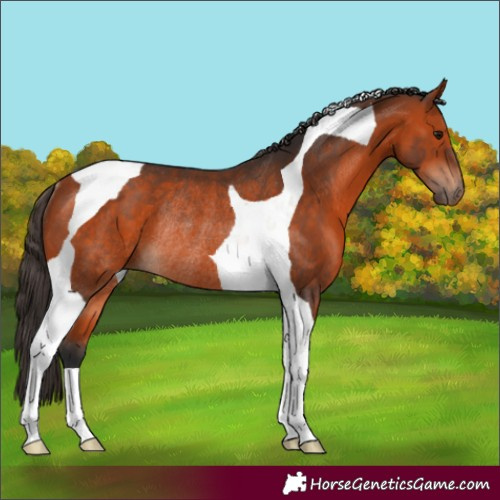 Horse Color:Bay Tobiano Rabicano 