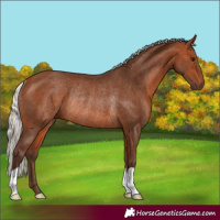 Horse Color:Silver Brown Rabicano 