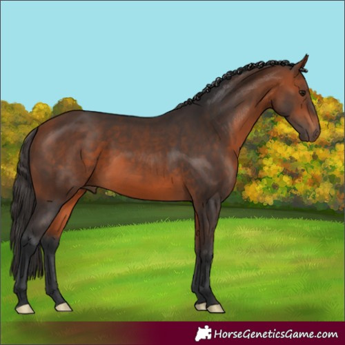 Horse Color:Bay 