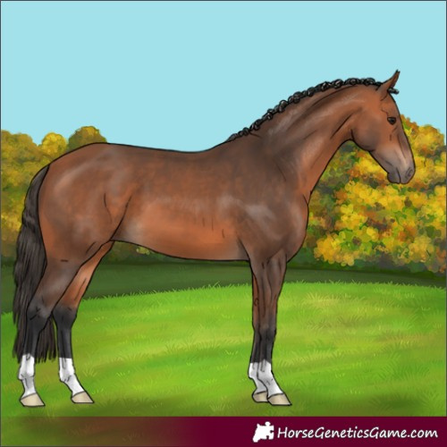 Horse Color:Bay 