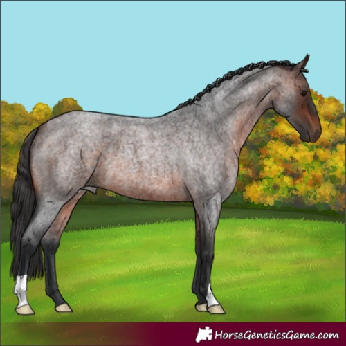 Horse Color:Brown Roan 