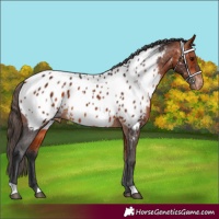 Horse Color:Bay Appaloosa