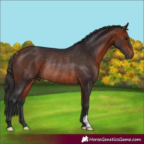 Horse Color:Bay Rabicano 