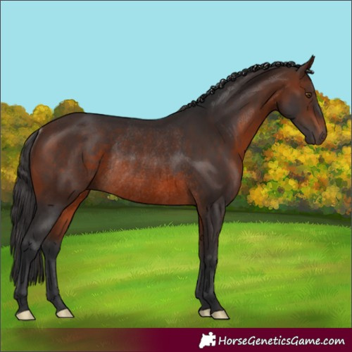 Horse Color:Brown Rabicano 