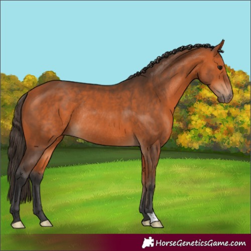 Horse Color:Bay Rabicano 