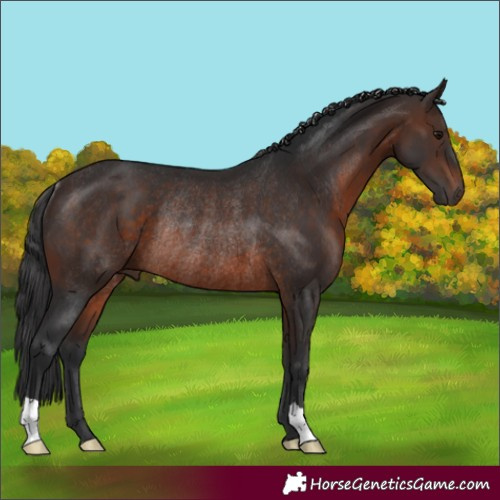 Horse Color:Brown Rabicano 