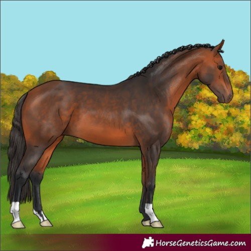 Horse Color:Bay 