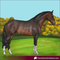 Horse Color:Brown Rabicano 