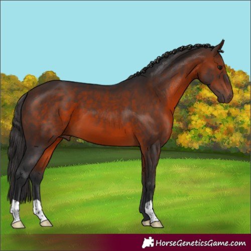 Horse Color:Brown 