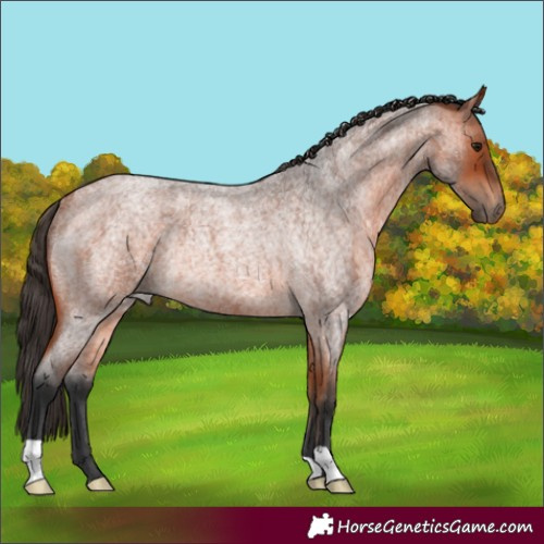 Horse Color:Bay Roan Rabicano 