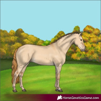 Horse Color:Red Dun 