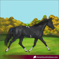 Horse Color:Black Tobiano Rabicano