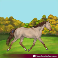 Horse Color:Red Dun 