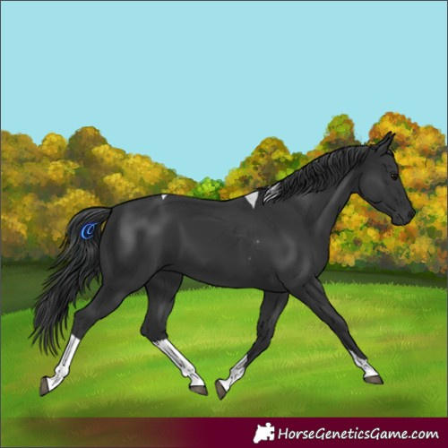 Horse Color:Black Tobiano Rabicano 