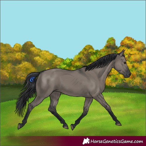 Horse Color:Grullo