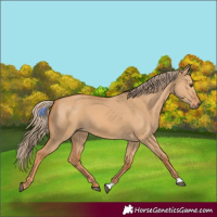 Horse Color:Red Dun 