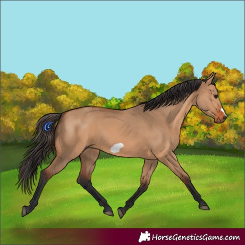 Horse Color:Bay Dun Frame 