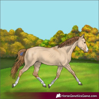 Horse Color:Red Dun 