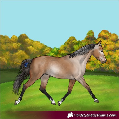 Horse Color:Gray Bay Dun 