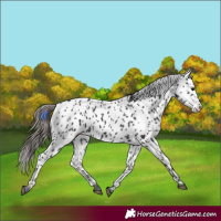 Horse Color:Black Appaloosa 