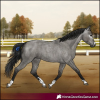 Horse Color:Gray Grullo Roan 