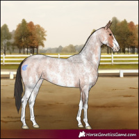Horse Color:Bay Roan Sabino 