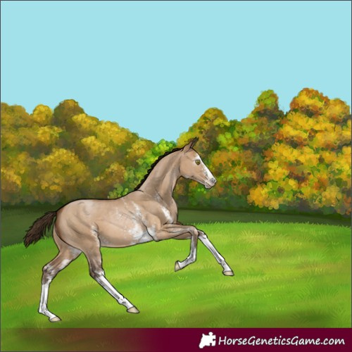 Horse Color:Gray Bay Pearl Dun Sabino 